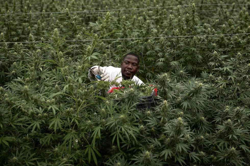 Want to Grow Hemp? Here’s How to Do it Legally in Louisiana